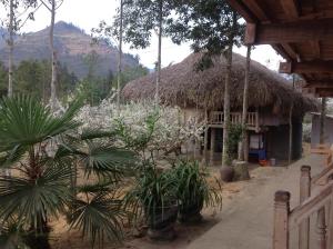 bac ha