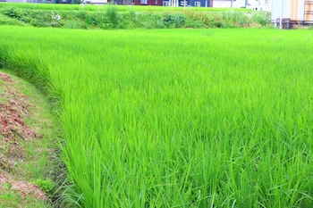 takanoya