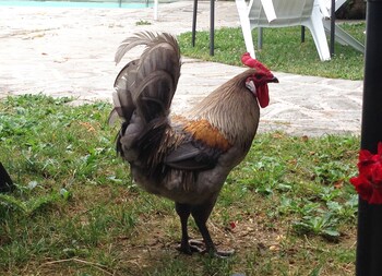 residenza depoca il biribino