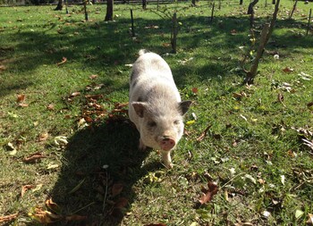 residenza depoca il biribino