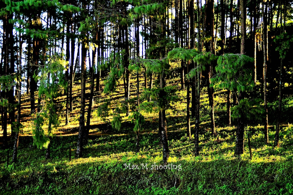 peaceful cottage and cafe du mont