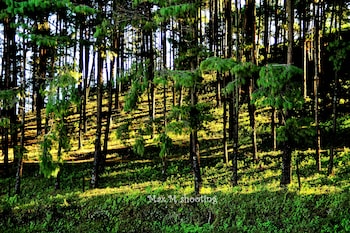 peaceful cottage and cafe du mont