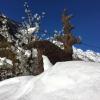 valtournenche