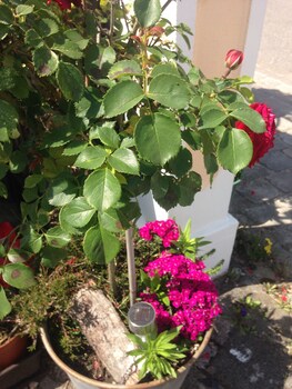 gastehaus tante tienchen