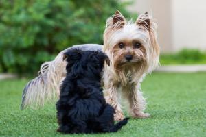 gqeberha port elizabeth