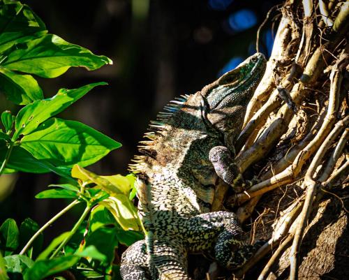 jaco hotel docelunas