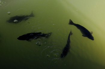 the boathouses at leaves and fishes