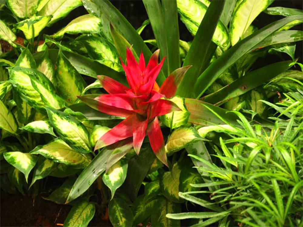 casa verde boutique hotel and gardens