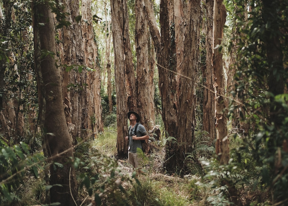 habitat noosa