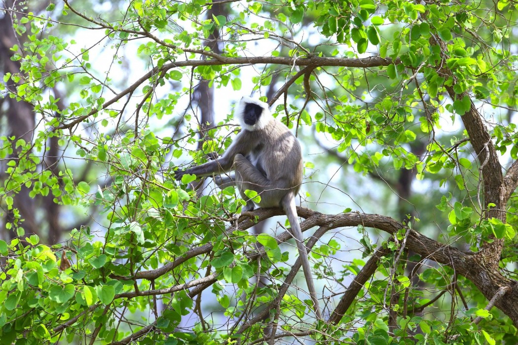 Safari Adventure Lodge,Chitwan>>Bharatpur,3.5 star