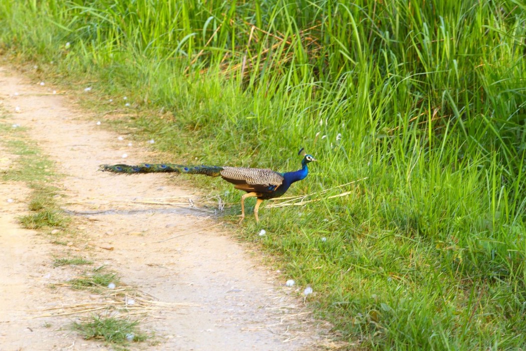 Safari Adventure Lodge,Chitwan>>Bharatpur,3.5 star