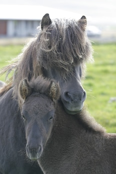 sy ra skor ugil guesthouse