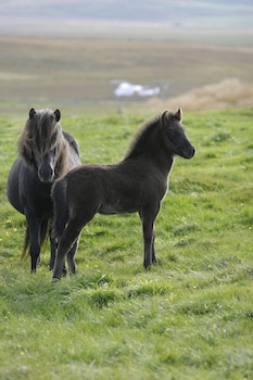 sy ra skor ugil guesthouse