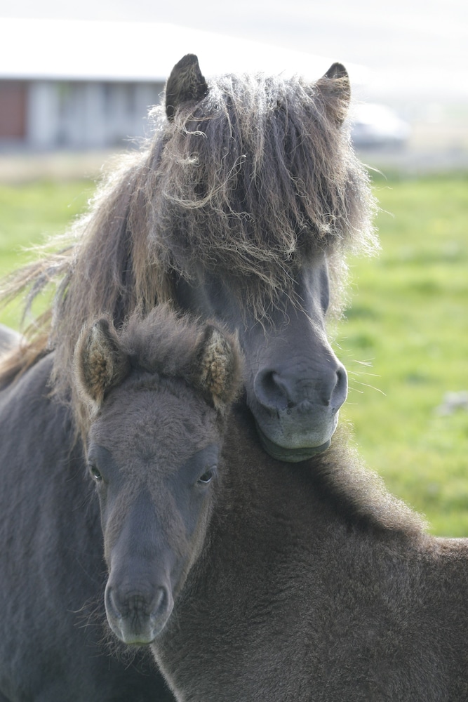 sy ra skor ugil guesthouse