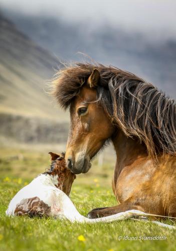 sy ra skor ugil guesthouse