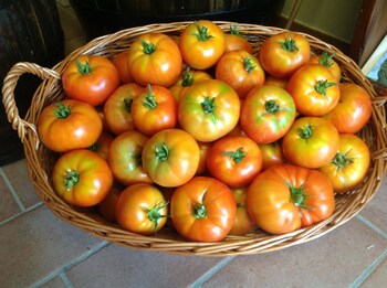 montespertoli