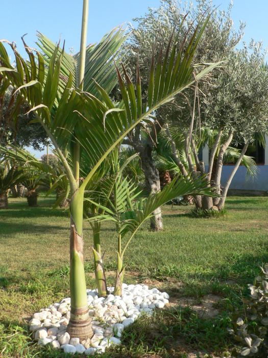bandb villa francesco