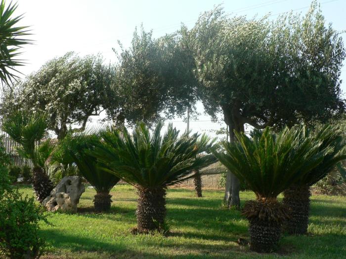 bandb villa francesco