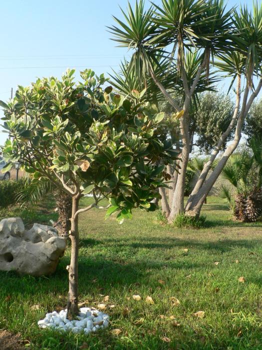 bandb villa francesco