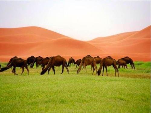 locals under stars trips