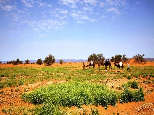 locals under stars trips