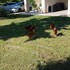 la cicala