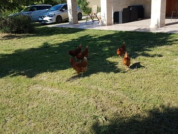 la cicala