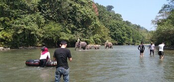 green forest tangkahan