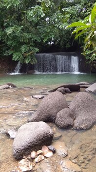 green forest tangkahan
