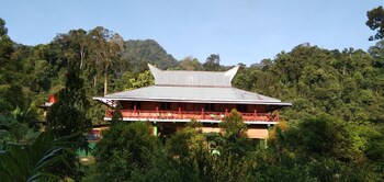 green forest tangkahan