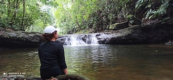 green forest tangkahan