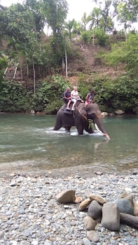 green forest tangkahan