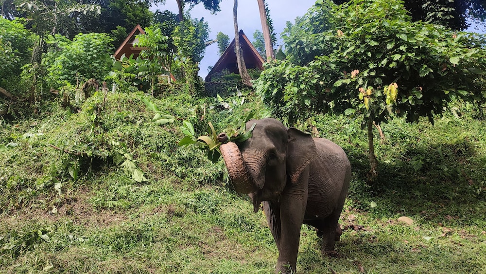 green forest tangkahan