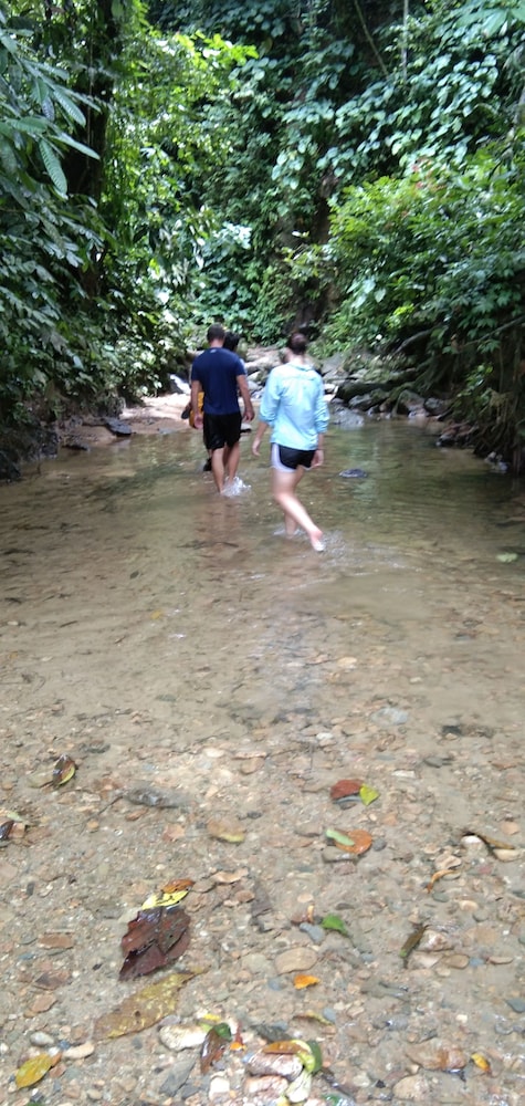 green forest tangkahan