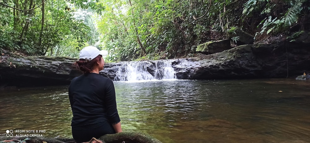 green forest tangkahan