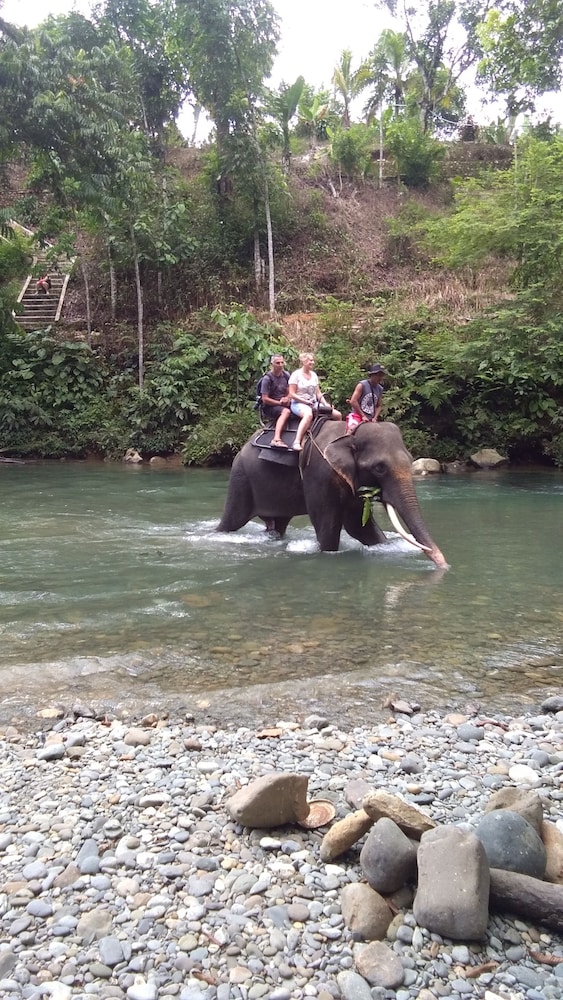 green forest tangkahan