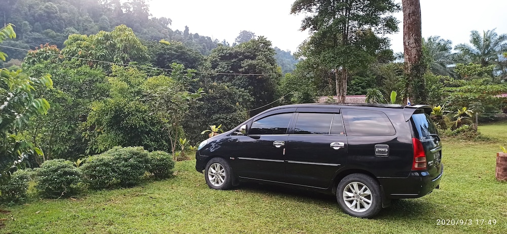 green forest tangkahan