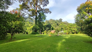 green forest tangkahan