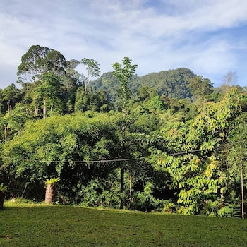 green forest tangkahan