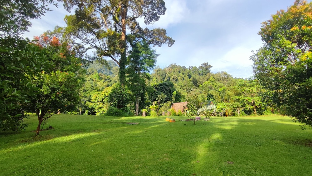 green forest tangkahan