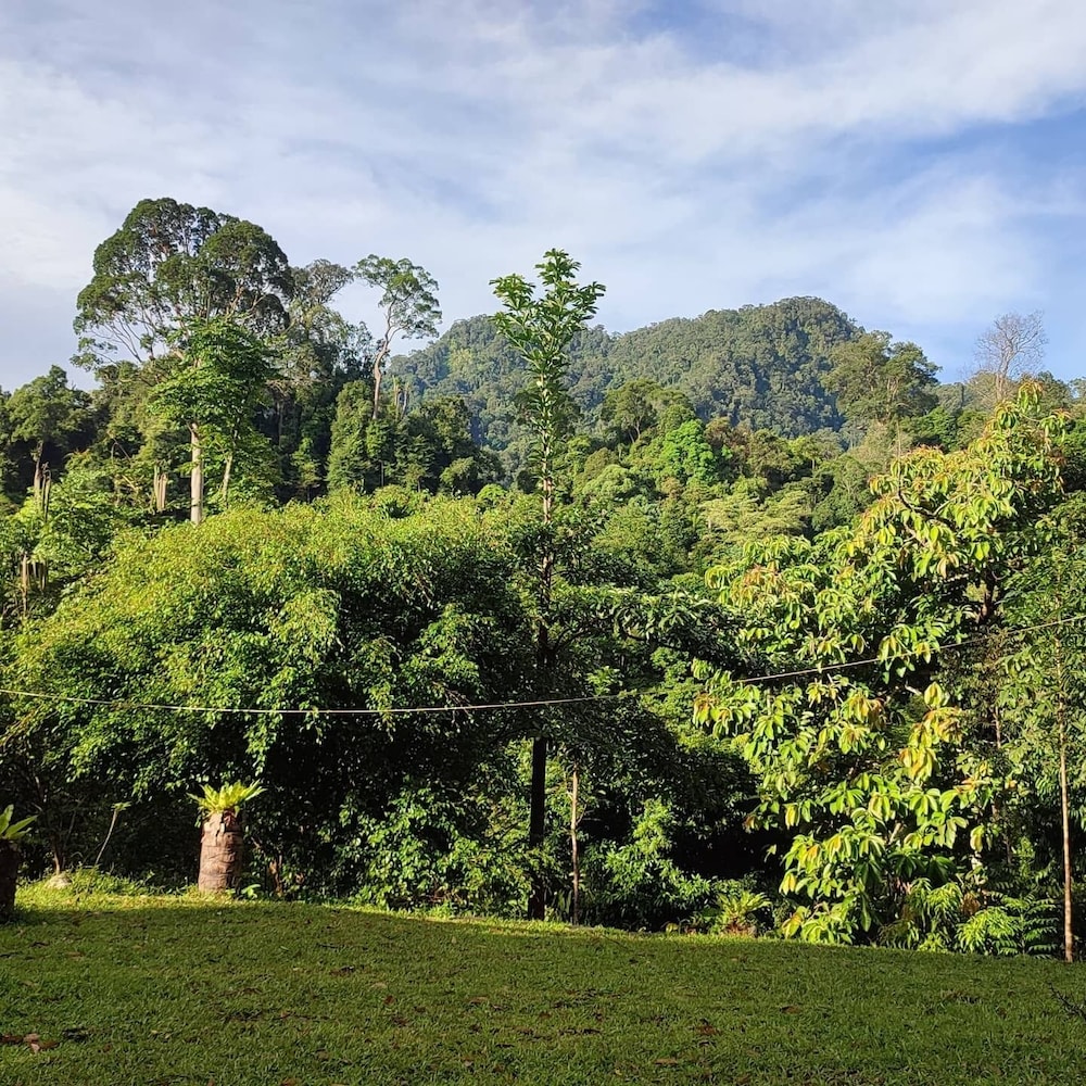 green forest tangkahan