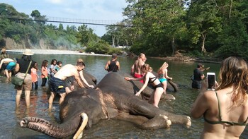 green forest tangkahan