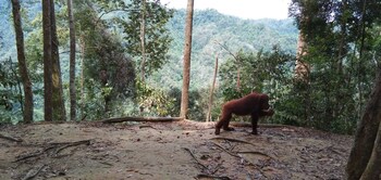 green forest tangkahan