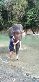 green forest tangkahan