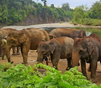 green forest tangkahan