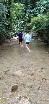 green forest tangkahan