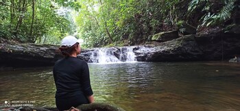 green forest tangkahan