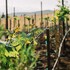 quinta sofia valle de guadalupe adults only