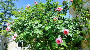 anatolia cave hotel pansion