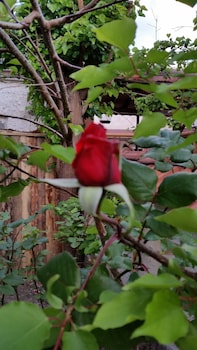 anatolia cave hotel pansion